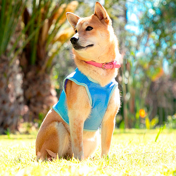 Viilennysliivi koiralle